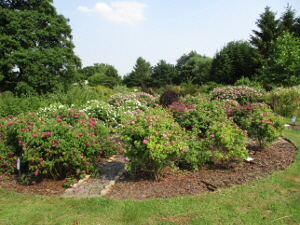 Rosenbeet im Park
