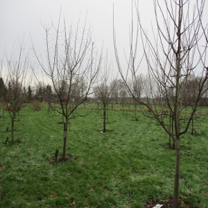 Unsere Obstb�ume im Winter