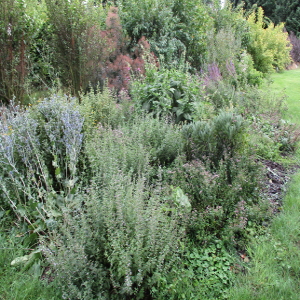 Kr�uterbeet im Park