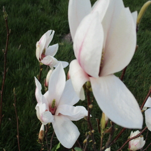 Tulpenmagnolie