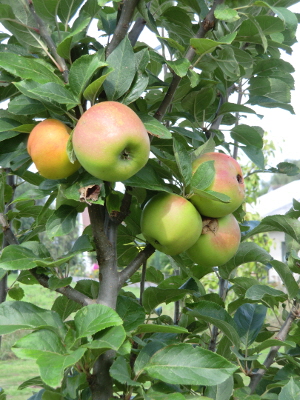 Goldrenette Frh. von Berlepsch